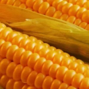 Кукурудза