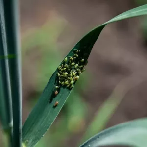 Інсектициди