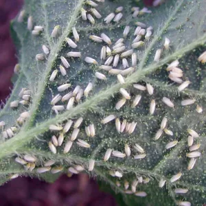 Біоінсектициди