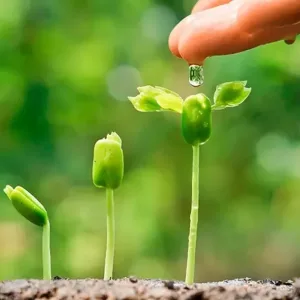 Регулятори росту