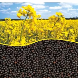 Озимий ріпак